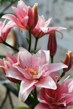 Zephyranthes flower. Common names for species in this genus include fairy lily, rainflower, zephyr lily, magic lily, Atamasco lily, madonna lily and rain lilyの写真素材