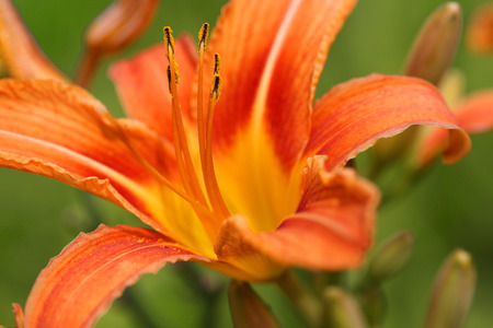 Zephyranthes flower. Common names for species in this genus include fairy lily, rainflower, zephyr lily, magic lily, Atamasco lily, madonna lily and rain lilyの写真素材