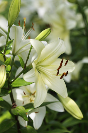 Zephyranthes flower. Common names for species in this genus include fairy lily, rainflower, zephyr lily, magic lily, Atamasco lily, madonna lily and rain lilyの写真素材