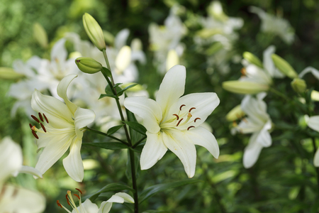 Zephyranthes flower. Common names for species in this genus include fairy lily, rainflower, zephyr lily, magic lily, Atamasco lily, madonna lily and rain lilyの写真素材
