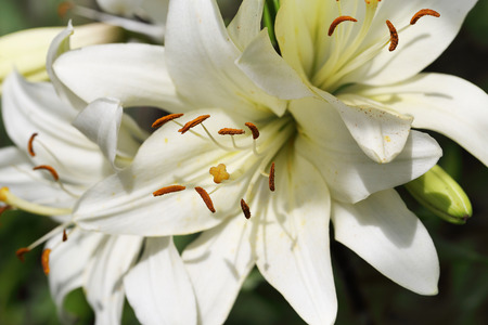 Zephyranthes flower. Common names for species in this genus include fairy lily, rainflower, zephyr lily, magic lily, Atamasco lily, madonna lily and rain lilyの写真素材