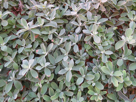Green carpet of foliage.の写真素材