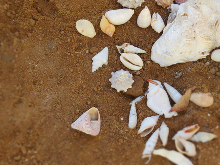 Sea shells on sand. Summer beach background. Top view.の写真素材
