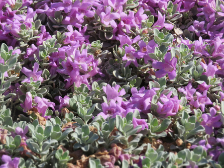 Bright violet carpet of flowers.の写真素材