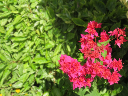 Bright red flowers on background green foliage.の写真素材
