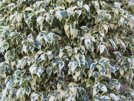 Bright mottled green carpet of foliage.の写真素材