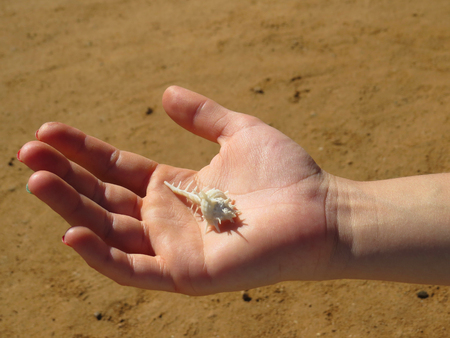 A girl holds a handful of sea shell.の写真素材