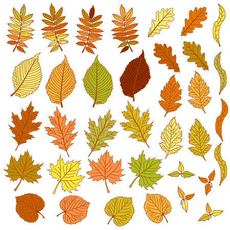 Set of autumn leaves isolated on white background.のイラスト素材