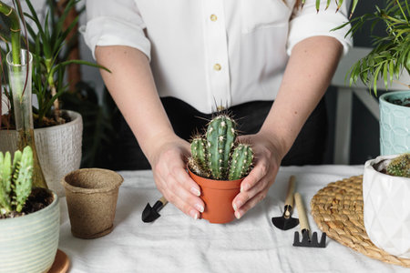 Woman is transplanting plant into new pot at home. Gardener transplant plant. Gardener transplant...