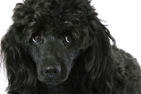 Black small poodle on white backgroundの写真素材