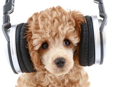 Apricot poodle puppy listening to music on headphones, isolated on white backgroundの写真素材