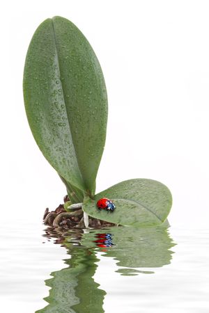 Ladybug sitting on a green leaf reflected in waterの写真素材