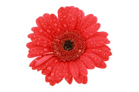 Closeup of red gerbera with waterdrops isolated on white backgroundの写真素材
