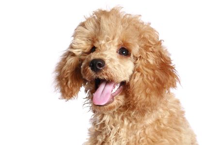 Apricot poodle puppy, isolated on white backgroundの写真素材