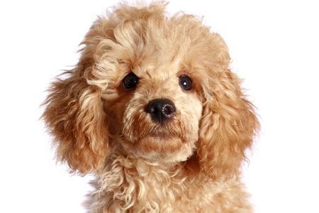Close-up, apricot poodle puppy. isolated on white backgroundの写真素材