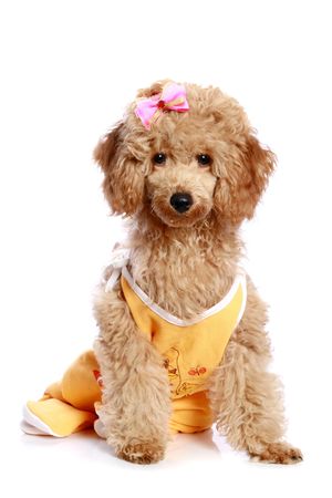Apricot poodle puppy with a bow on white backgroundの写真素材