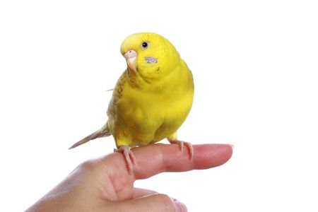 Yellow budgerigar on a finger isolated on white backgroundの写真素材