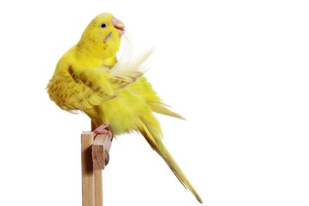 Yellow budgerigar on a branch cleans feathers isolated on white backgroundの写真素材