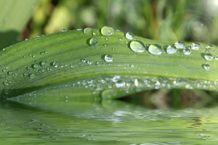 Water drops on green clear leafの写真素材