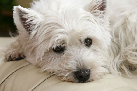 West Highland Terrier White lyingの写真素材