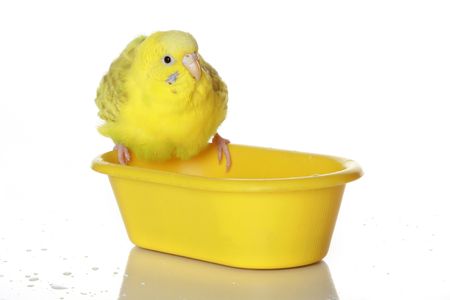 The wet, just bathed yellow parrot. isolated on white backgroundの写真素材