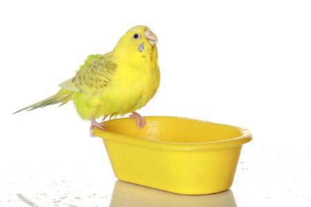 The wet, just bathed yellow parrotの写真素材
