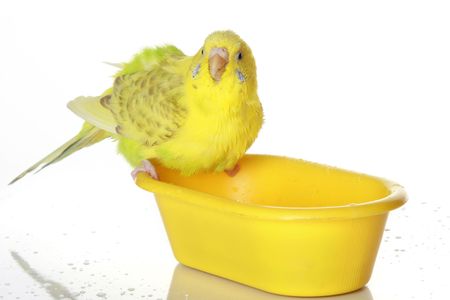 The wet, just bathed yellow parrotの写真素材