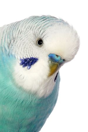 Close-up portrait of a blue budgerigar, isolatedの写真素材