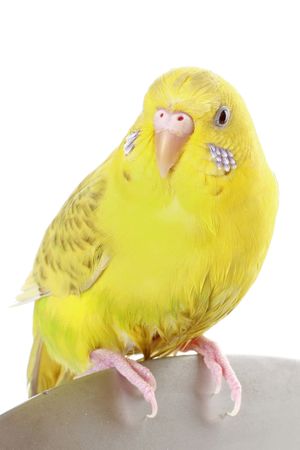 Yellow budgie isolated on white backgroundの写真素材