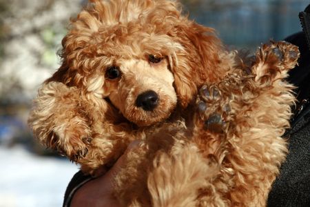 Small poodle, apricot puppyの写真素材