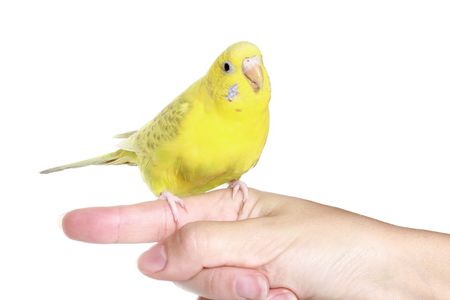 Yellow budgerigar on finger, isolated on white backgroundの写真素材
