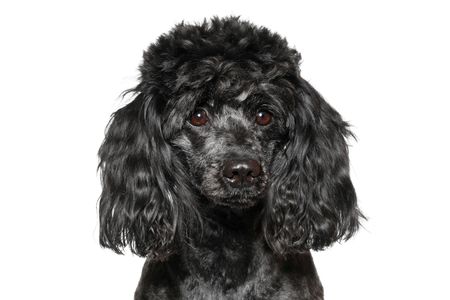 Black poodle isolated on white backgroundの写真素材