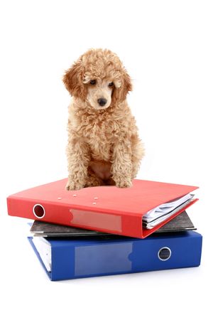 Loose-leaf binders with apricot poodle over white backgroundの写真素材