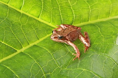 Curious brown frog on a big green leafの写真素材