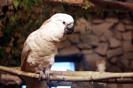 Australian white cockatoo on branchの写真素材
