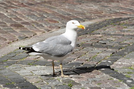 Walking Seagullの写真素材