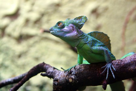 Iguana in the wildの写真素材
