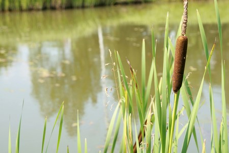 Cane at small river (shallow DOF)の写真素材
