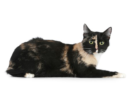 Young black brown cat (tortoise colour) on a white backgroundの写真素材