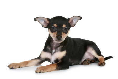 Russian sleek-haired toy terrier puppy lies on a white backgroundの写真素材