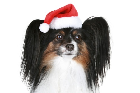Papillon breed dog in red christmas hat on a white backgroundの写真素材
