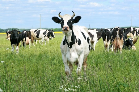 Cows on green grass pasture over blue skyの写真素材