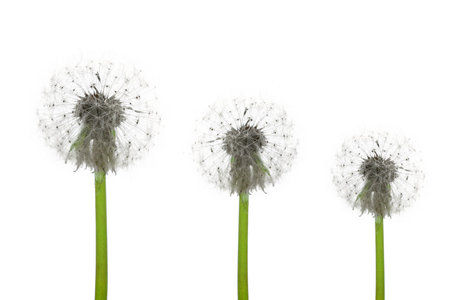 Three dandelions isolated on a white backgroundの写真素材