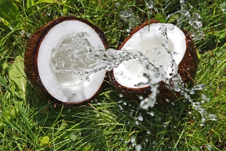 Coconut falling on a grassの写真素材