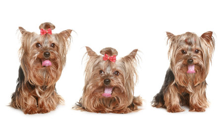 Three funny Yorkshire terrier puppy. isolated on white backgroundの写真素材