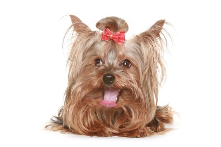 funny Yorkshire terrier puppy with red bow. isolated on white backgroundの写真素材