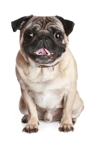 Beautiful pug puppy on white backgroundの写真素材