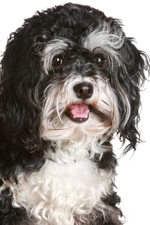 Black and white maltese dog. isolated on a white backgroundの写真素材