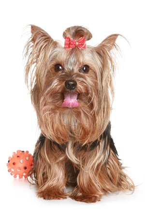 Yorkshire Terrier with an orange toy on a white backgroundの写真素材