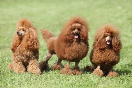 Three red poodle posing on the lawn  Outdoor portraitの写真素材